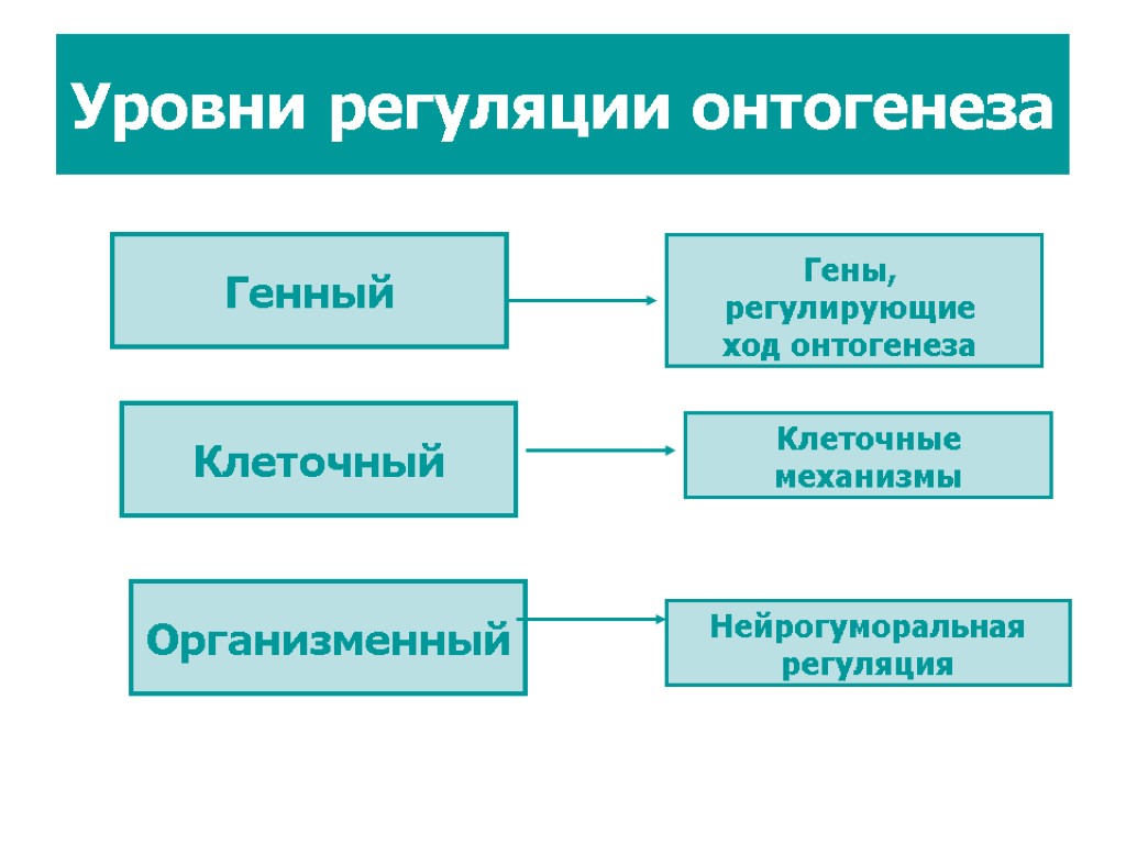 Уровни регуляции онтогенеза Генный Клеточный Организменный Клеточные механизмы Нейрогуморальная регуляция Гены, регулирующие ход онтогенеза